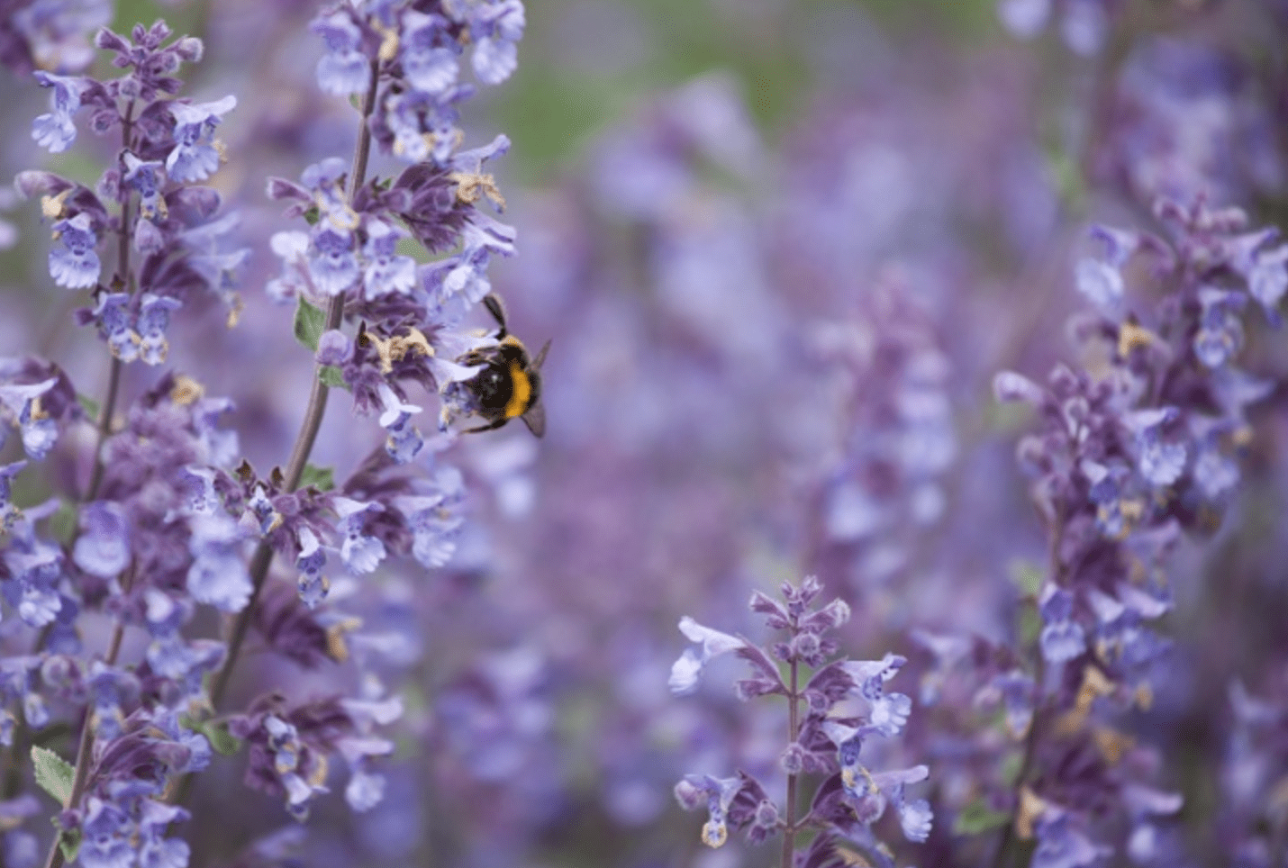 gardening, summer plants