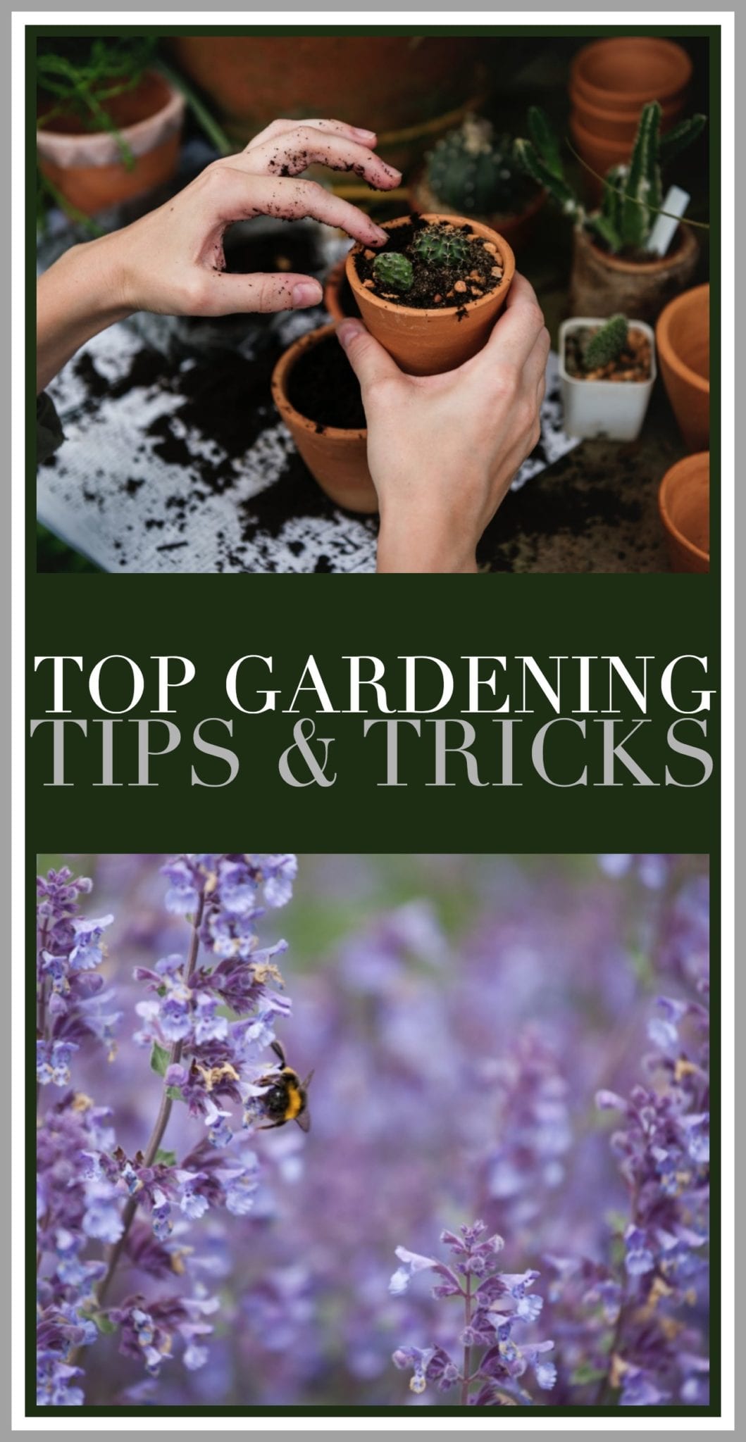 gardening tips and tricks, gardening hacks, how to garden, spring garden
