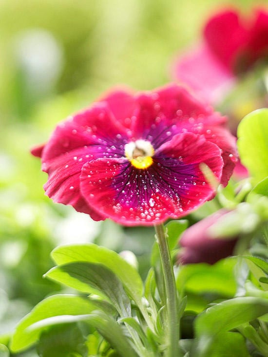 Pansy, Flowers, fall flowers