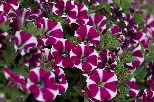 Petunia, fall flowers, plant fall flowers