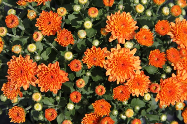 Chrysanthemum, fall flowers