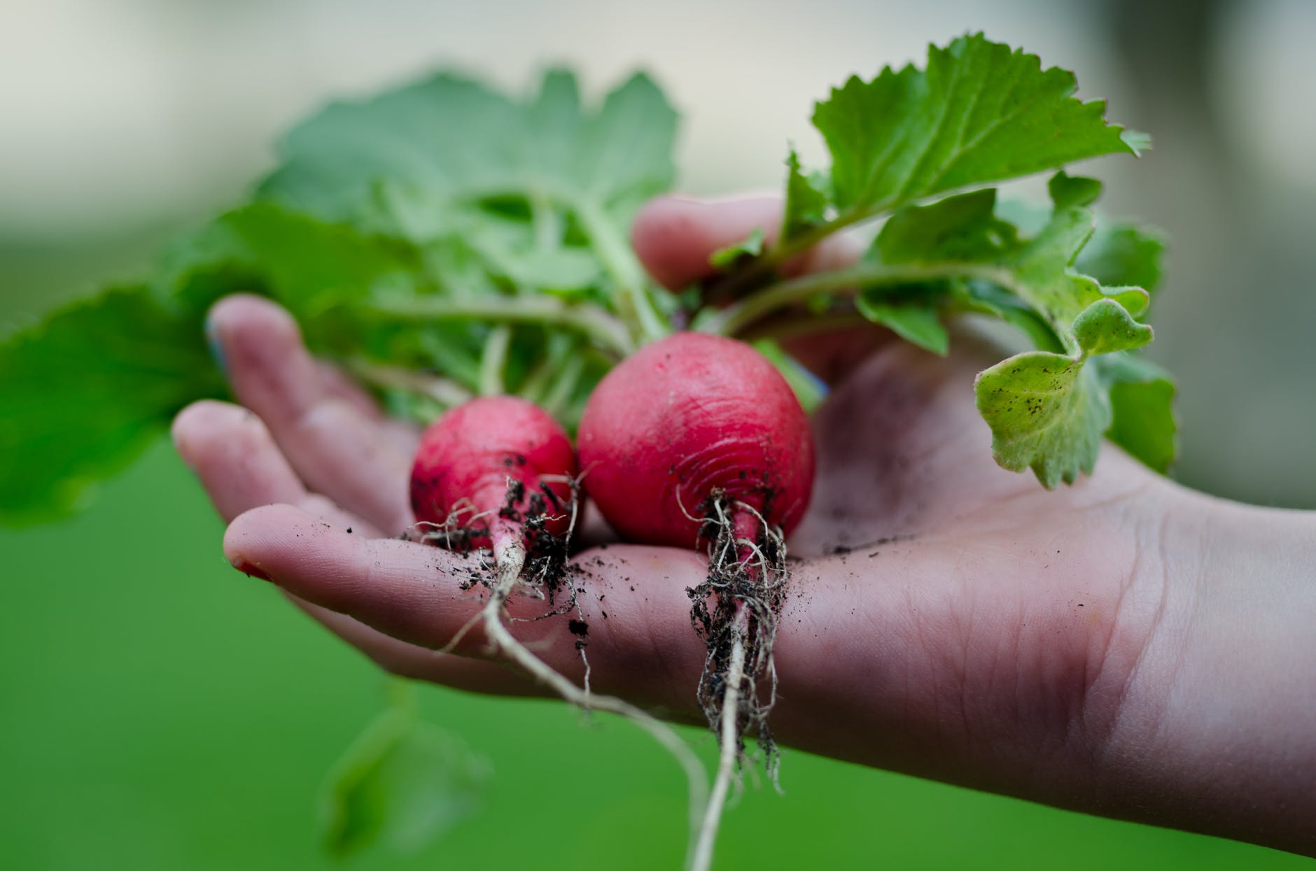 fall, fall vegetables, healthy foods,