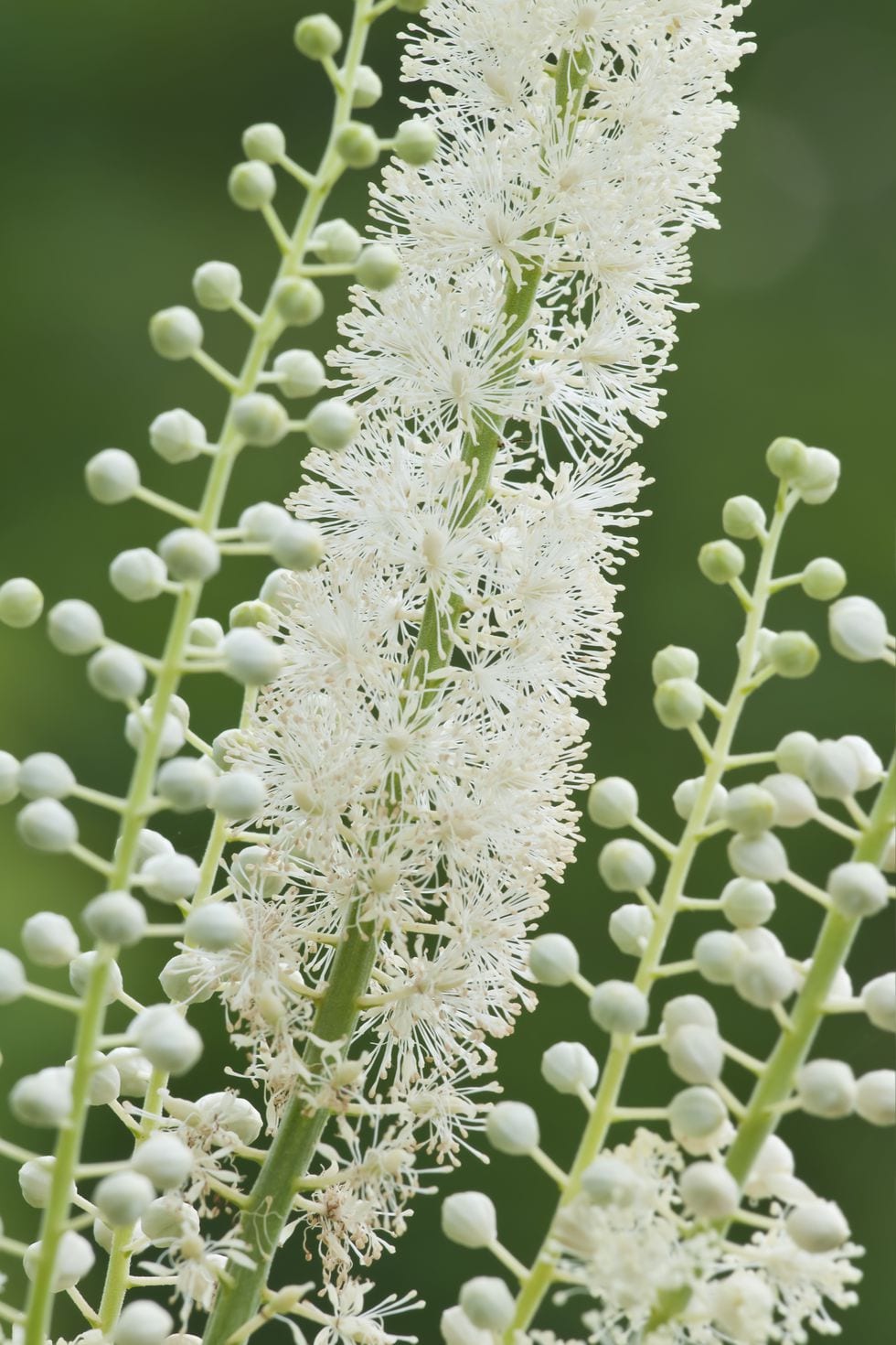 snakerod-actaea-racemosa