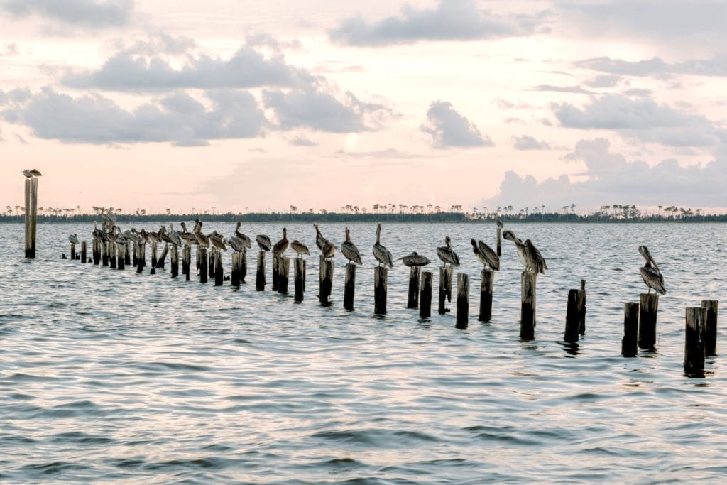 Mississippi Coastline, egrets, old pier