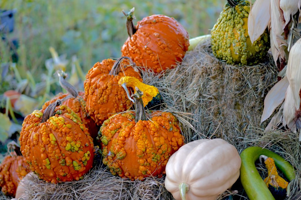 Gourded pumpkins 