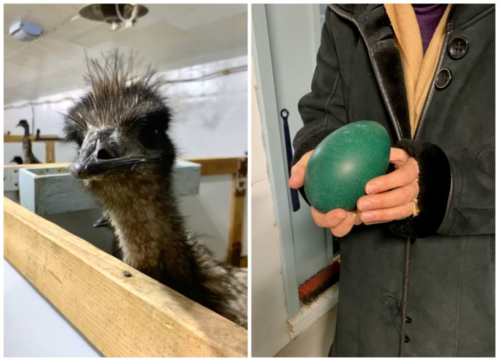 Centre de l’Émeu, Emu face and Emu green egg