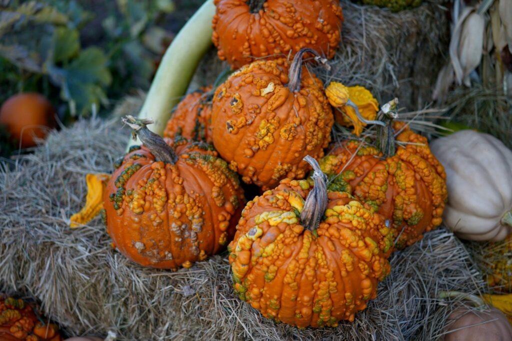 Fall pumpkins