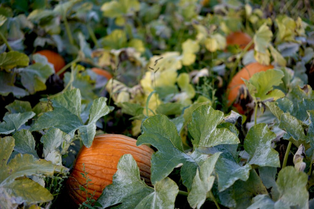 pumpkin patch