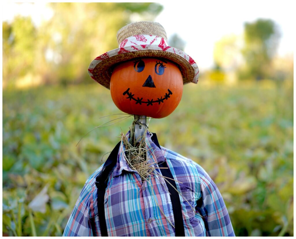 a scare crow with a pumpkin head in a pumkin field