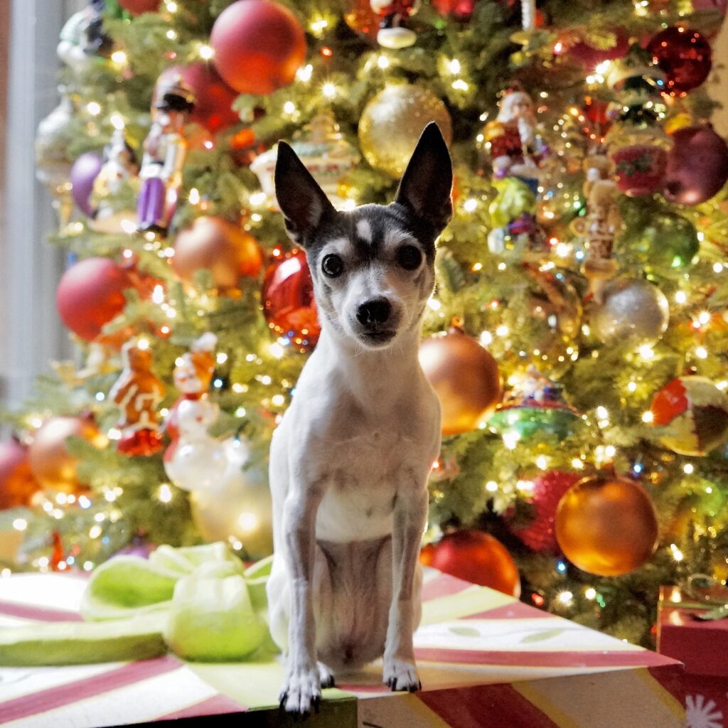 Miss Pippa sitting on a package in front of Christmas tree