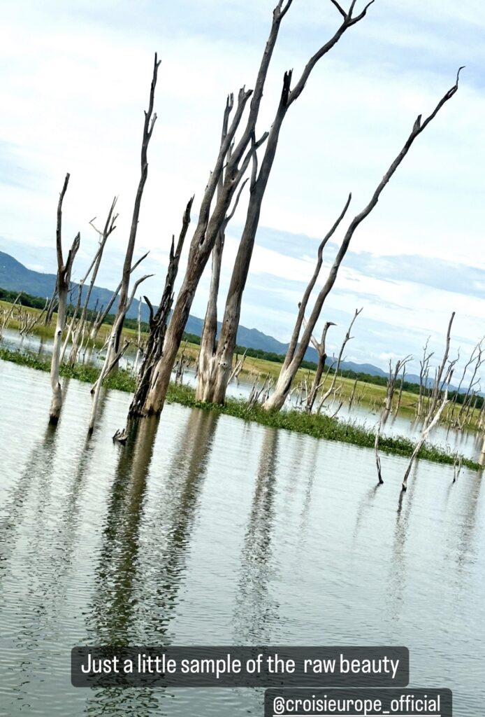 drowned trees on Lake Kariba 