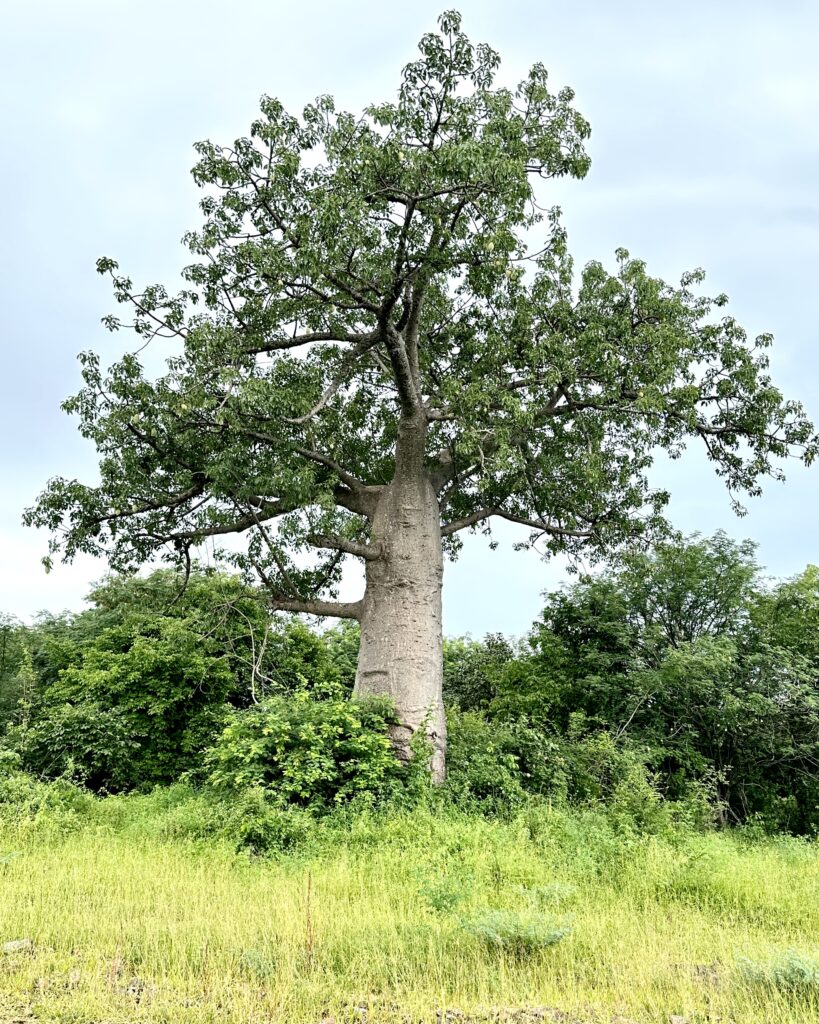 baby balboa tree Africa