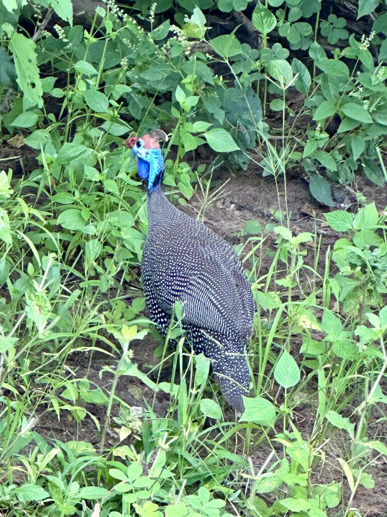 Chobe National Park Africa Guinne Hens