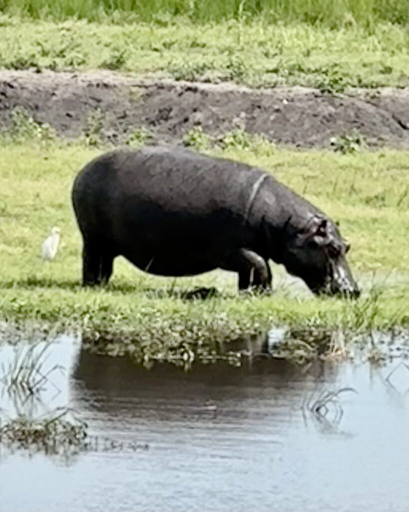 Chobe National Park Africa hippo