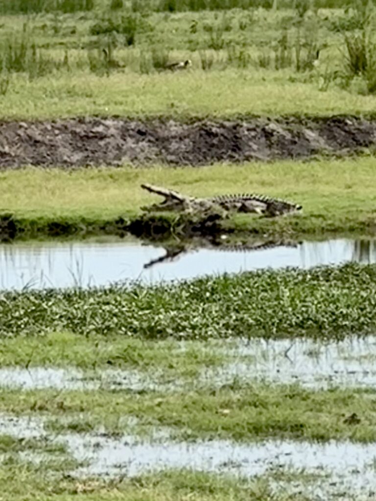 Chobe National Park Africa crocodile
