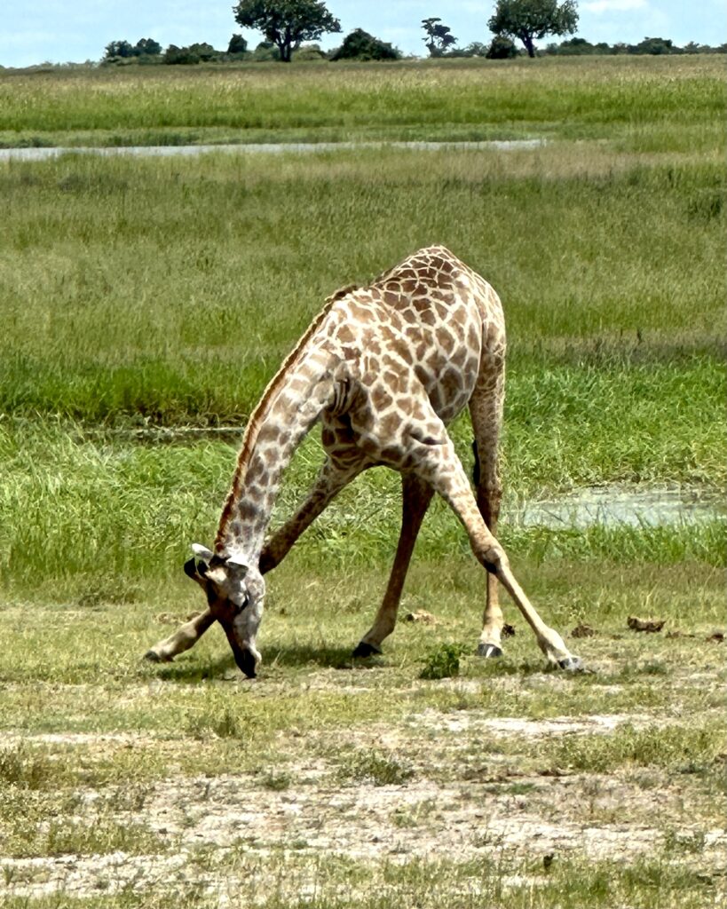 Chobe National Park Africa Giraff