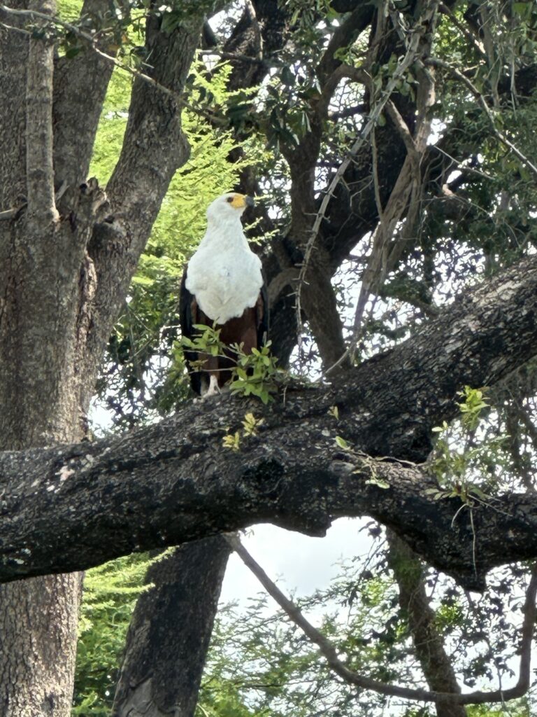 African Fish Eagle