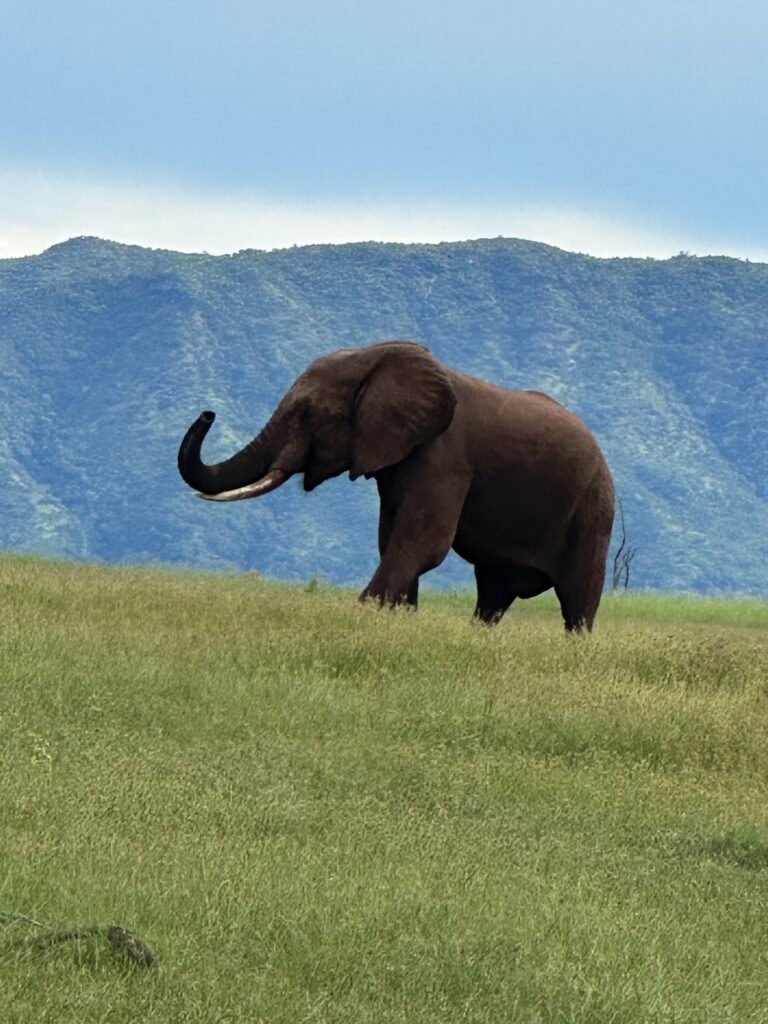 a large male elephant