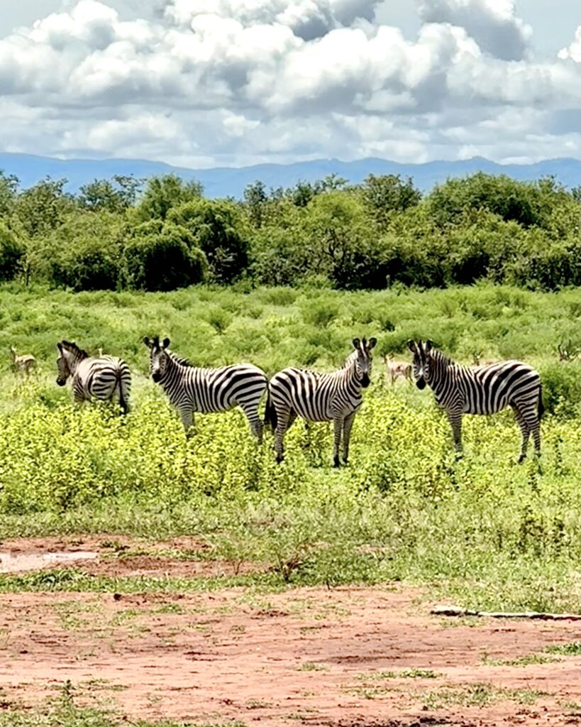 5 pains zebras in the wild