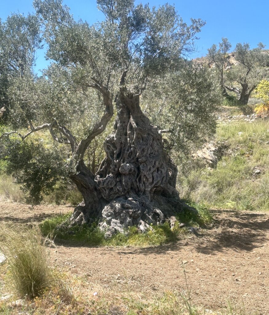 600 year old olive tree