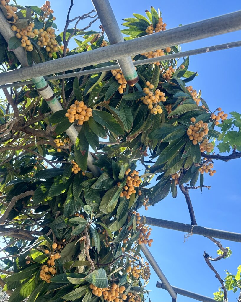 Loquat fruit on Naxos on my Greek Island adventure