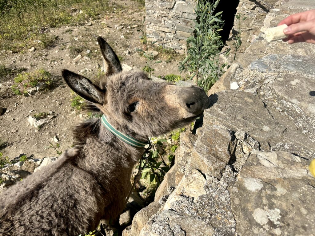 Donkey on Traegea Trail